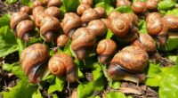 invasive snails threaten florida
