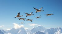 bar headed geese altitude flight