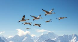 bar headed geese altitude flight