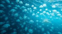 causes and consequences of jellyfish blooms