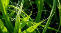 plants warning scent trails