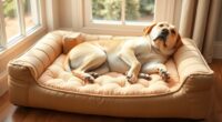 top orthopedic dog beds