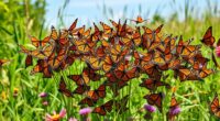 monarchs rebound thanks protection