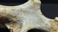detecting ancient plagues through bones