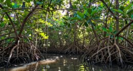 mangroves sequester excess carbon
