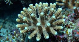 silent ocean chemistry changes