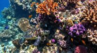 delicate vital marine ecosystems