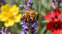 pollinators support biodiversity