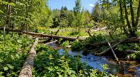 restores ecosystems and biodiversity