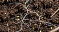 soil s hidden vibrant life