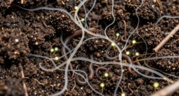 soil s hidden vibrant life