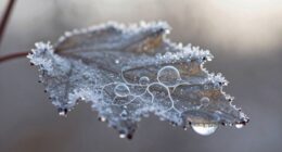 unique properties of water