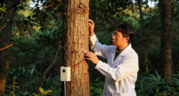 Giant Trees Have No Trouble Pumping Water To Top Branches: New Research