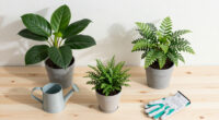 So you want to use plants to reduce CO₂