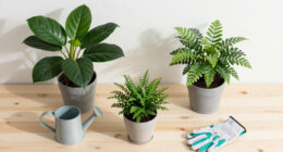 So you want to use plants to reduce CO₂