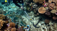 Bomb Fishing Is Wreaking Havoc On Indonesia's Coral Reefs