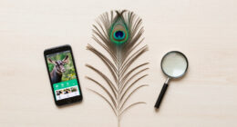 Indian Peacock Surges In Global Coverage