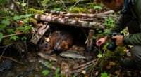 Artificial Beaver Dams Saw Juvenile Coho Salmon Survival Rates Go From 8% To 60%