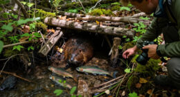 Artificial Beaver Dams Saw Juvenile Coho Salmon Survival Rates Go From 8% To 60%