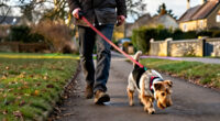A Look At Pet Trends Across Yorkshire