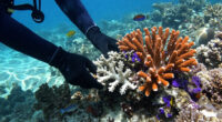 Bleached Corals Thrive Within Days When Touching Healthy Neighbour